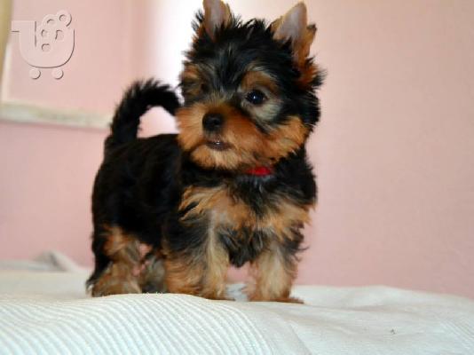 Πανέμορφα, Υγιέστατα κουταβάκια Yorkshire