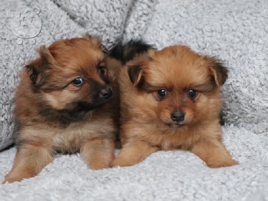 Κουτάβια Pomeranian
