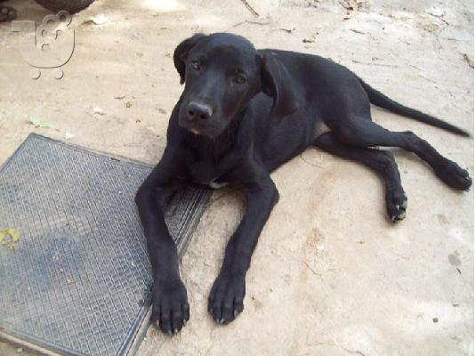 PoulaTo: ROMEO and JULIET Λαμπραντορ ημιαιμα