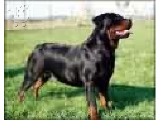 PoulaTo: Ροτβαιλερ καθαροαιμο κουταβακι