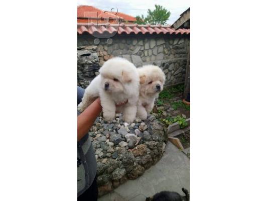 Όμορφα κουτάβια Chow Chow