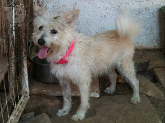 Μικροσωμο τερριε βρεθηκε στο Περαμα