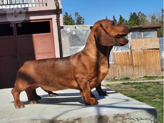 Dachshund προς πώληση