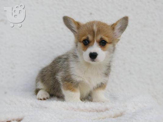 Ουαλικό Corgi Pembroke κουτάβια