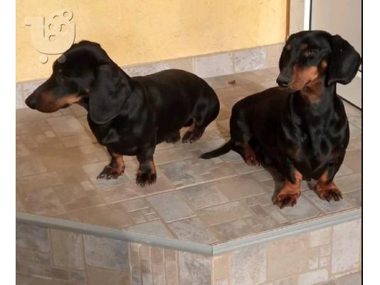 Γαλλικό μπουλντόγκ και Dachshund κουτάβια