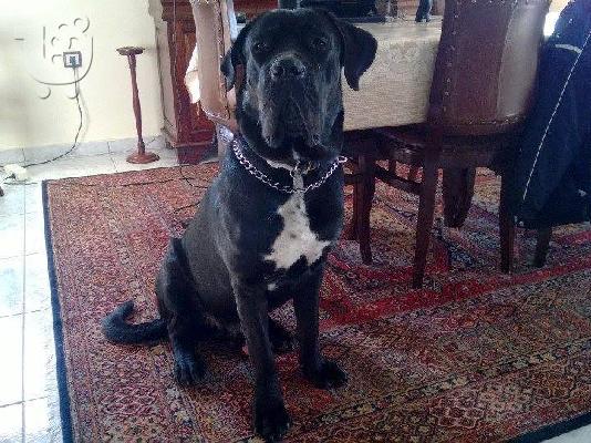 Πωλούνται Cane Corso