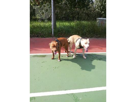 American Pitbull red nose