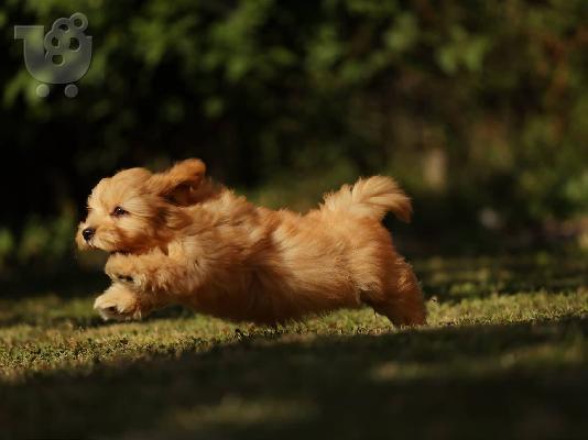 Bichon Havanese κουτάβια