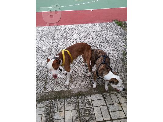 Πωλείται American Pitbull