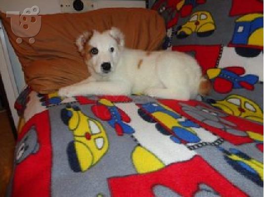 κεντρικισ ασιασ