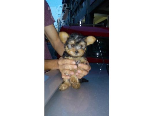 PoulaTo: mini iorkshaer terrier 320euro