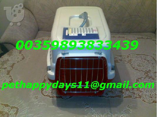 GORDEN SETTER – 500 euro PEDIGREE REAL FOTO!!!