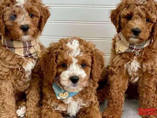 Το υπέροχο cavapoo μας είχε μια γέννα από 6 κόκκινα κουτάβια cavapoo....