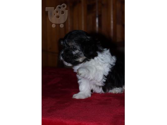Bichon Havanese