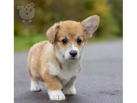 Welsh Corgi κουτάβια