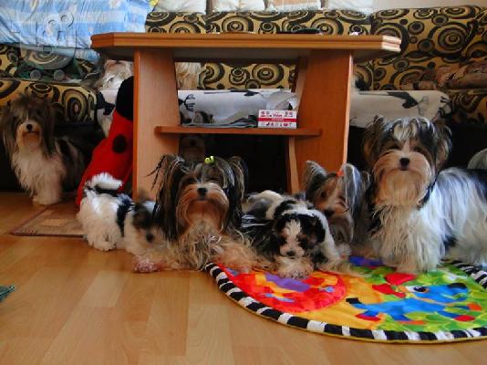 μίνι κουτάβι Biewer-Yorksire-Terrier