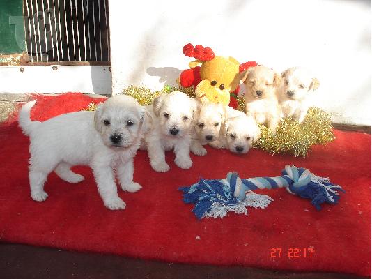 PoulaTo: Μαλτεζ κανιs,35 ημερων,λευκα η ζαχαρι.