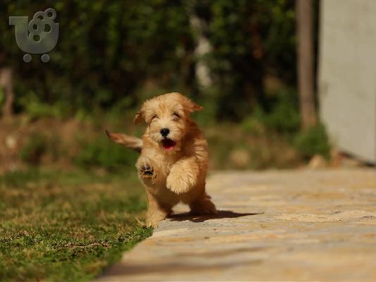 Bichon Havanese κουτάβια