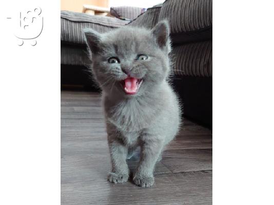 PoulaTo: Νέοι όμορφο γατάκι britishshorthair