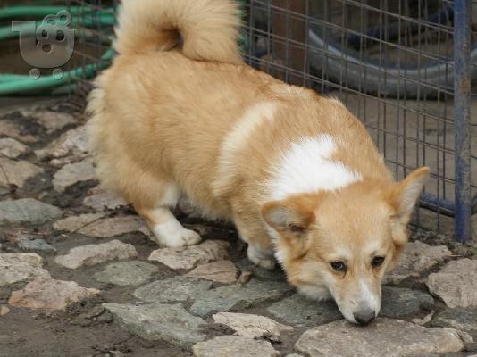 Pembroke Welsh Corgi αγόρια