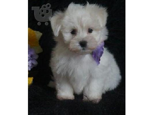 PoulaTo: χαριτωμένο κουτάβι Μαλτέζου,