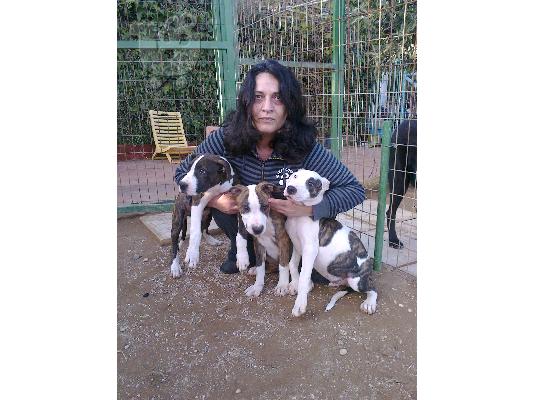 PoulaTo: American Staffordshire Pit-Bull