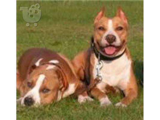 PoulaTo: AMSTAFF American stafffordshire