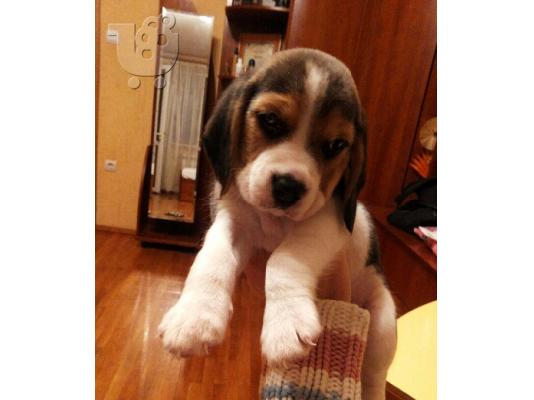 PoulaTo: ΜΠΙΓΚΛ