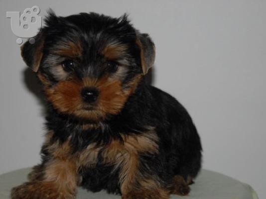 PoulaTo: Yorkshire terrier