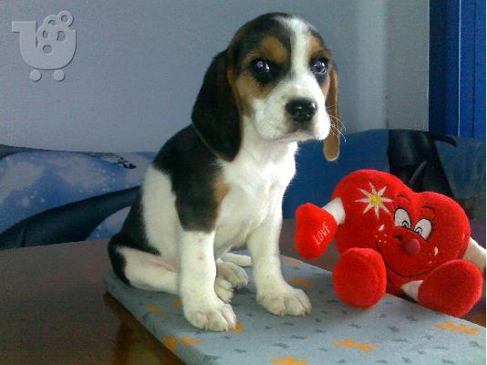 Kαλή τιμή!!!.Πουλάω όμορφα κουτάβια ράτσα BEAGLE- Μπιγκλ – 330 euro...