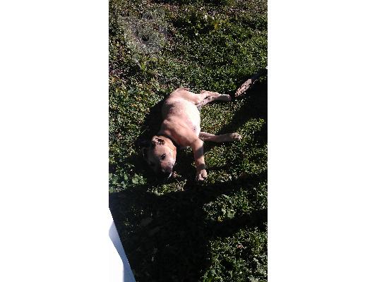 PoulaTo: pitbul