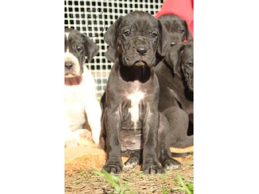 μολοσσοι-μεγαλοι δανοί