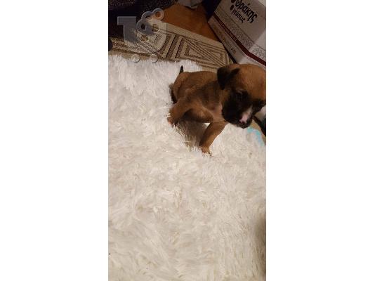 PoulaTo: american staffordshire terrier