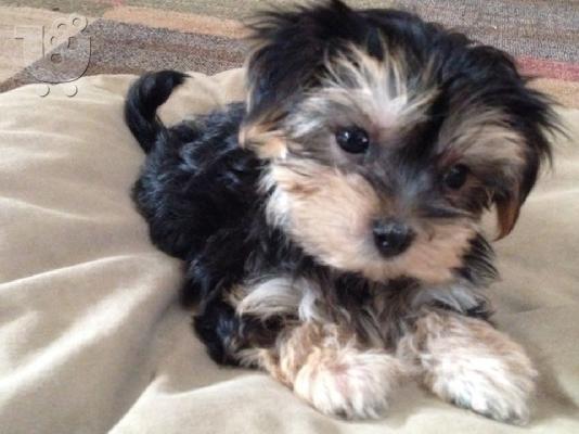 Morkie