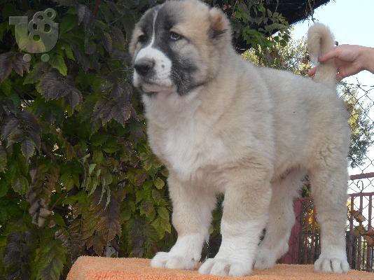 PoulaTo: ΠΩΛΟΥΝΤΑΙ ΚΟΥΤΑΒΙΑ ΚΕΝΤΡΙΚΗΣ ΑΣΙΑΣ