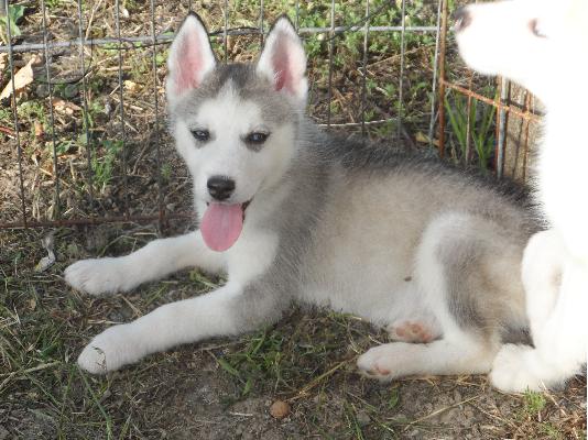 Siberian Husky