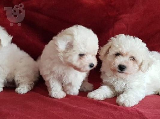 Όμορφα γεμάτα γενεαλογικά kc reg bichon frrize κουτάβια,