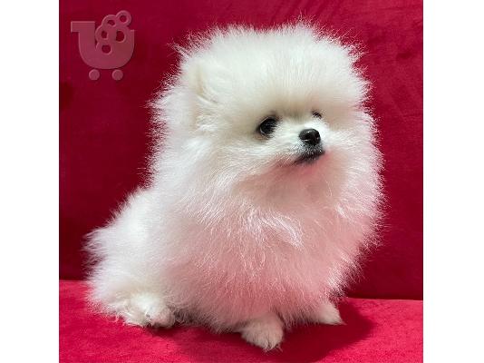 PoulaTo: Κουτάβια Pomeranian