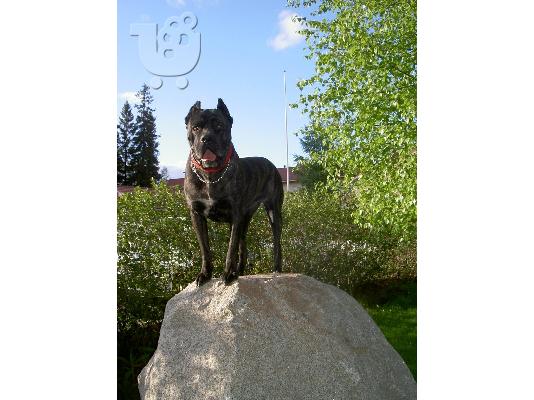 Cane Corso καθαροαιμα απο γονεις με pedigree ΘΕΣΣΑΛΟΝΙΚΗ 2311 288 660...
