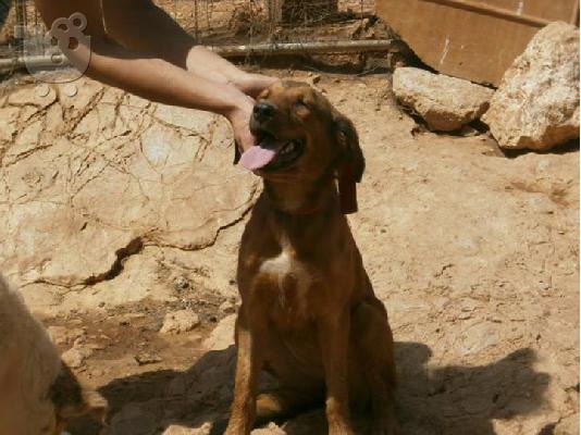 Νεαρη σκυλιτσα χαριζεται