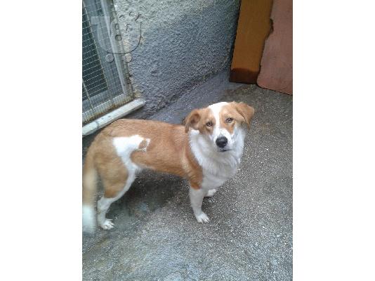 PoulaTo: Σκυλιτσα νεαρη μικρομεσαιου μεγεθους χαριζεται