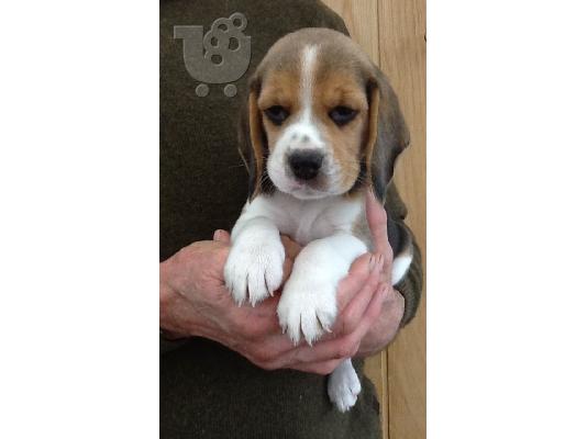 BEAGLE Κουτάβια διαθέσιμα