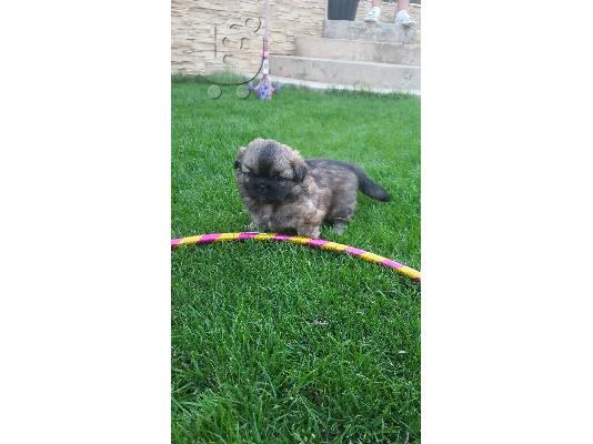 PoulaTo: Kc εγγεγραμμένο pekingese