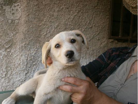 Κουταβακι λευκο 3μηνων χαριζεται