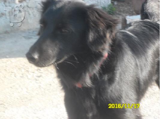 Μικροσωμο εβενινο σκυλακι ο Blacky!