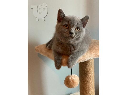 Εγγεγραμμένοι όμορφοι πασιένους chinchilas Kitten Gccf