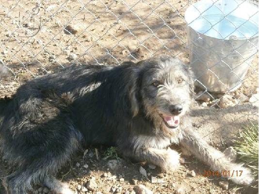 Γκριφονια  χαριζονται