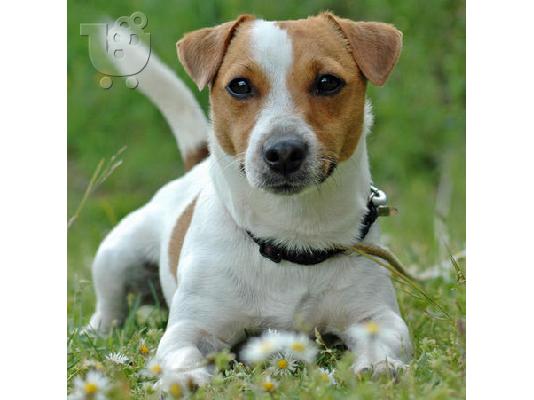 Jack Russell καθαροαιμα κουταβακια 6940048695 αθηνα-κρητη