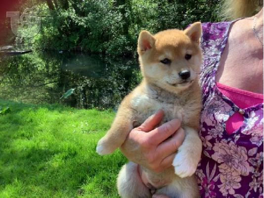Ιαπωνικά Shiba Inu