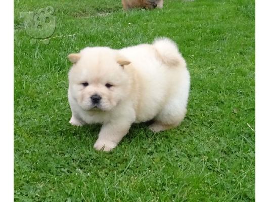 PoulaTo: Διαθέσιμα Puppies Chow Chow έτοιμα προς πώληση
